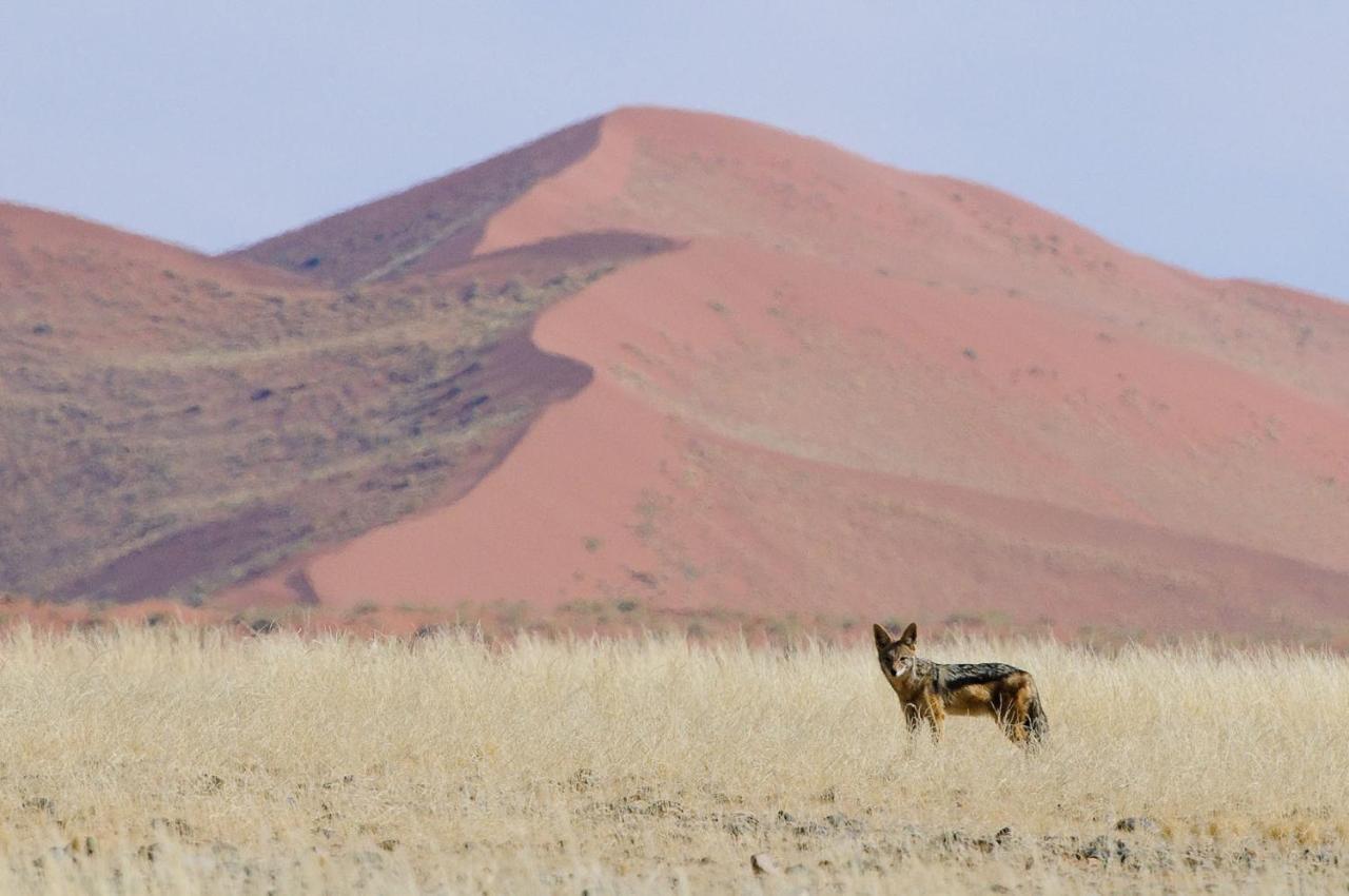 Wilderness Safaris Kulala Desert Lodge Sesriem Zewnętrze zdjęcie